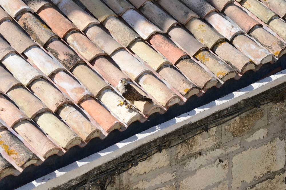 Effarouchement des pigeons avec des rapaces de fauconnerie. — free download