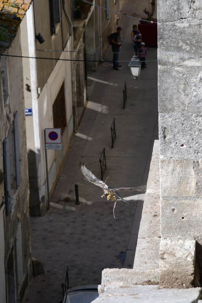 Effarouchement des pigeons avec des rapaces de fauconnerie. — free download
