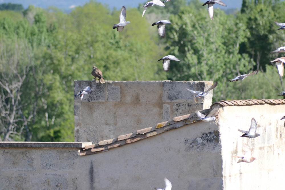 Effarouchement des pigeons avec des rapaces de fauconnerie. — free download